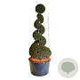 Taxus baccata 200-225 cm cont. 285L spiraal
