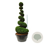 Taxus baccata 250-300 cm cont. 500L spiraal