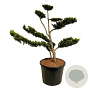 Taxus cuspidata nana 80-100 cm cont. 70L bol