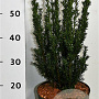 Taxus media 'Hillii' 60-70 cm 5,0L