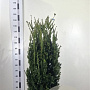 Taxus media 'Hillii' 100-120 cm met kluit extra
