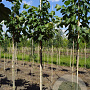 Tilia mandshurica 10-12 HO draadkluit