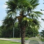 Trachycarpus fortunei 100-125 cm 40L solitair