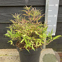 Vitex agnus-castus Blue Puffball 25-30 cm 5,0L