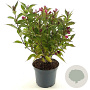 Weigela Big Love 30-40 cm 3,0L