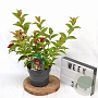 Weigela Cherry Love 30-40 cm 3,0L