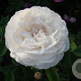 Rosa 'Blanchefleur' GM P9