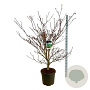 Cornus controversa 'Pagoda' 150-175 cm cont. 55L extra