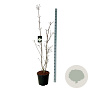 Cornus kousa 'Venus' 175-200 cm 30L extra