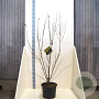 Cornus mas 125-150 cm 20L meerstammig