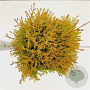 Thuja occ. 'Rheingold' 20-30 cm 2,5L