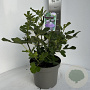 Ficus carica 40-50 cm 5,0L