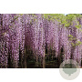 Wisteria floribunda 'Rosea' 100-125 cm rozenpot 2L