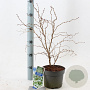 Prunus incisa 'Kojou-no-mai' 25-30 cm 2,0L