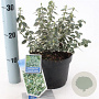 Euonymus fort. 'Emerald Gaiety' 20-25 cm 2,0L