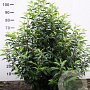 Prunus lusitanica 100-125 cm met kluit