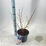 Prunus nipponica 'Brillant' 30-40 cm 3,0L