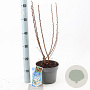 Prunus tomentosa 30-40 cm 3,0L