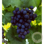 Vitis 'Black Alicante' 80-100 cm rozenpot 2L