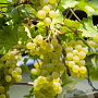 Vitis 'Muscaat of Alexandria' 80-100 cm rozenpot 2L