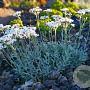 Achillea umbellata GM P9