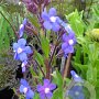 Anchusa azurea 'Feltham Pride' GM P9