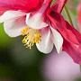 Aquilegia 'Koralle' GM P9
