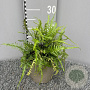 Asplenium ebenoides GM P9