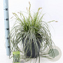 Carex Feather Falls 30-40 cm 6,5L