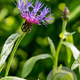 Centaurea montana 'Crinita' GM P9