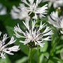 Centaurea montana 'Sky Jep' GM P9