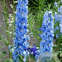 Delphinium 'Berghimmel' GM  P11