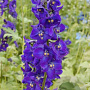 Delphinium (B) 'Kleine Nachtmusik' GM  P11