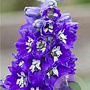 Delphinium 'Lanzenträger' GM  P11