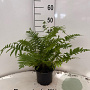 Dryopteris filix-mas 25-30 cm 2,0L