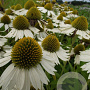 Echinacea 'Meditation White' GM P9