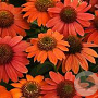 Echinacea 'Pas1257973' GM 2,0L