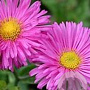 Erigeron 'Rotes Meer' GM P9