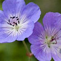 Geranium Bloom Me Away GM P9