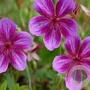 Geranium 'Starman' GM P9