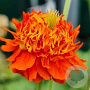 Geum 'Orange Pumpkin' GM P9