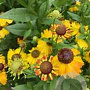 Helenium 'Lukas' GM P9