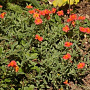 Helianthemum 'Red Dragon' GM P9