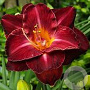 Hemerocallis 'Burgundy Love' GM P9