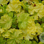 Heuchera Lemon Supreme GM P9
