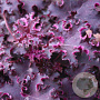 Heuchera 'Purple Petticoats' GM P9