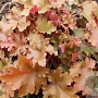 Heuchera 'Rex Dark Amber' GM P9