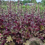 Heuchera 'Rex Red' GM P9