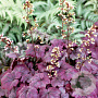 Heuchera 'Royal Purple' GM P9