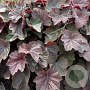 Heuchera 'XXL' GM P9